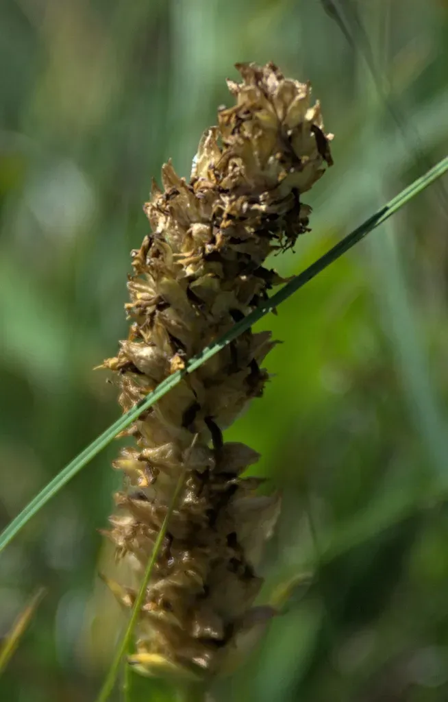 Lagotis Integrifolia