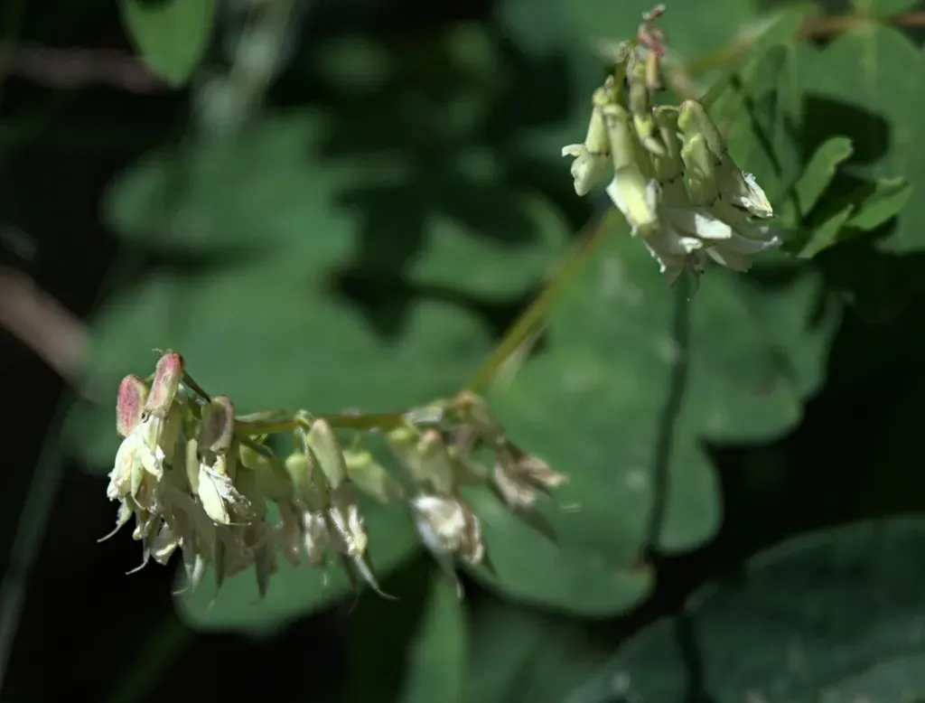 Yellow Alpine Milkvetch