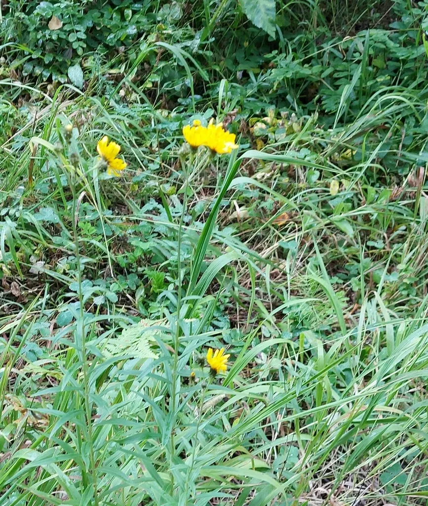 Narrow-leaf Hawkweed