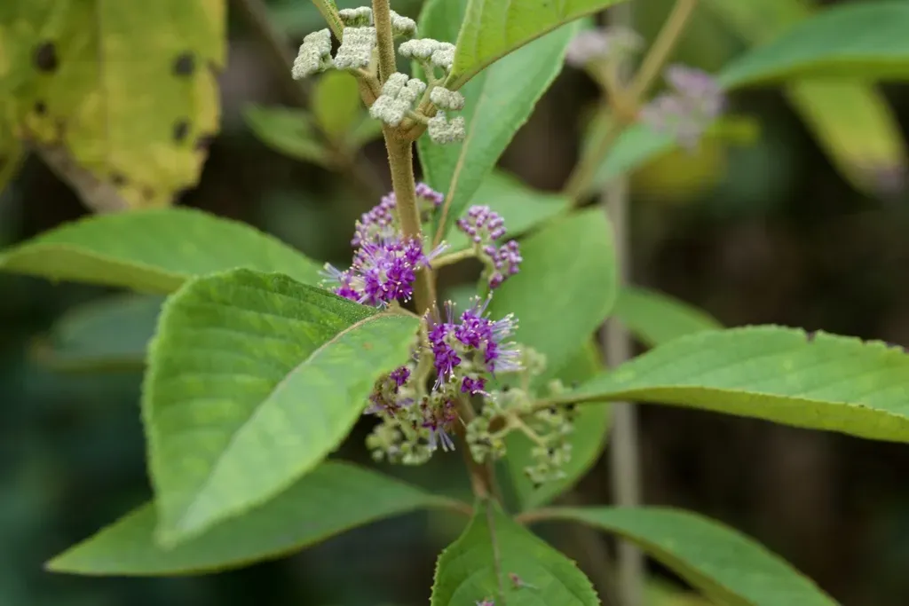 Callicarpa Tikusikensis