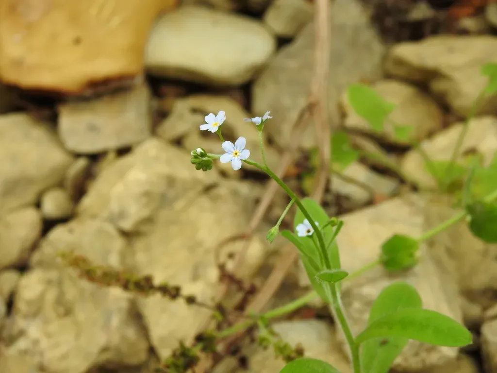 Myosotis Welwitschii
