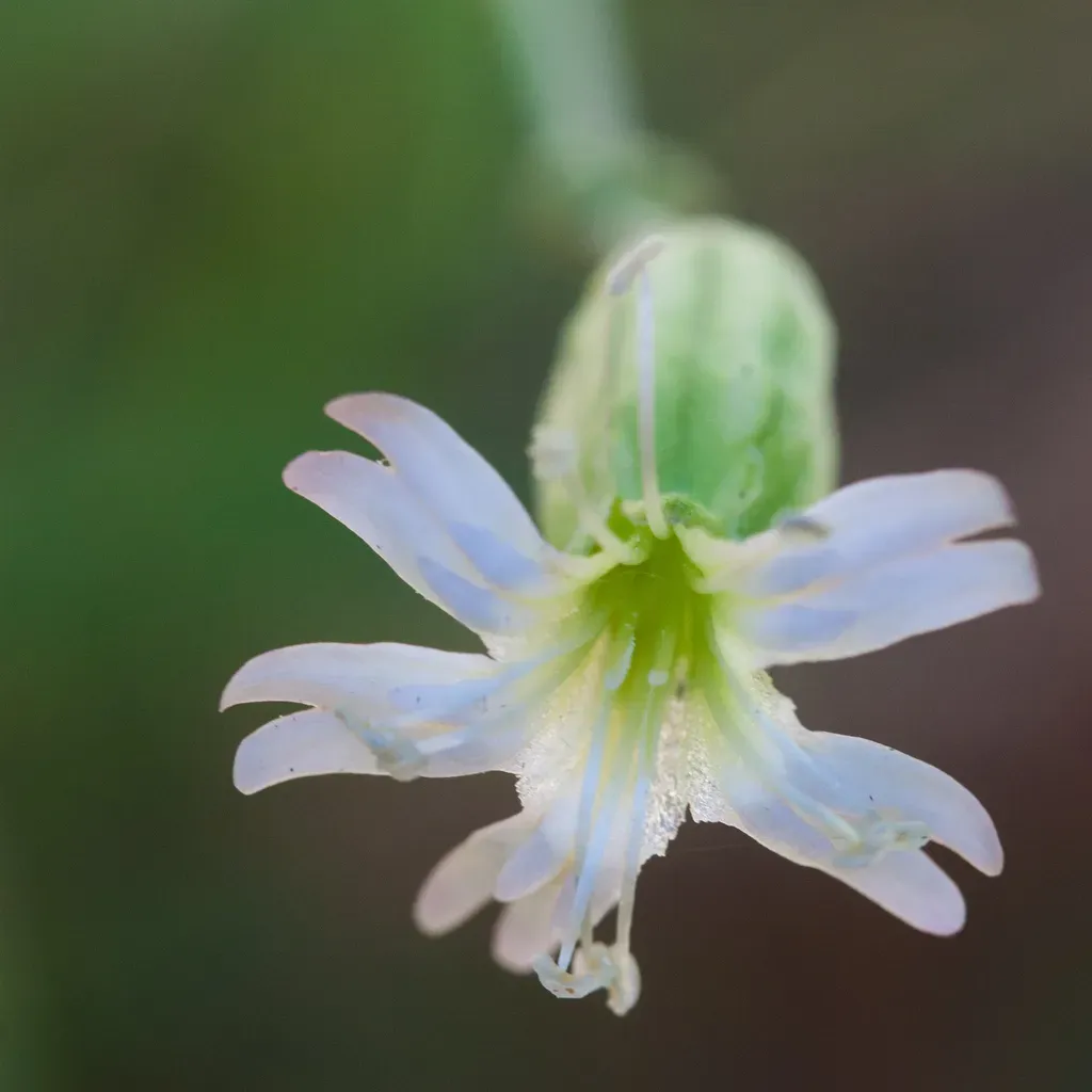 Crotalaria Argyrolobioides