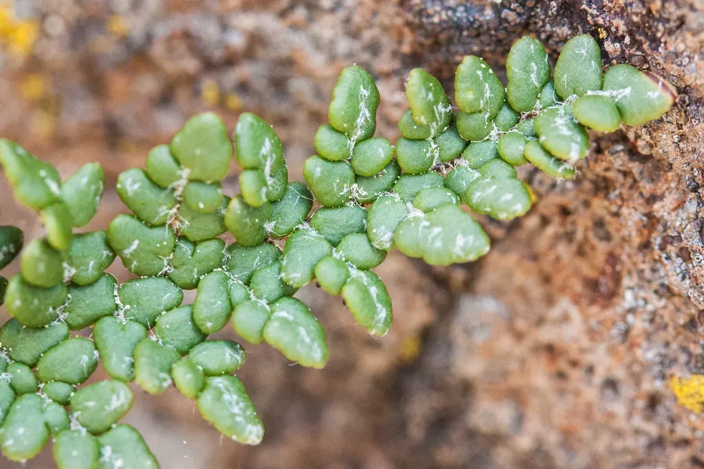 Asplundia Luetzelburgii