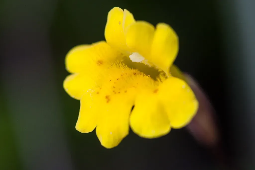 Lepanthes Superposita