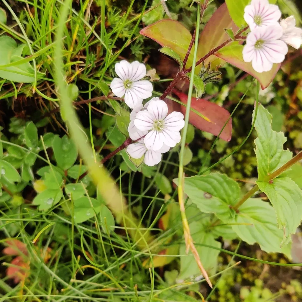 Acanthophyllum Cerastioides