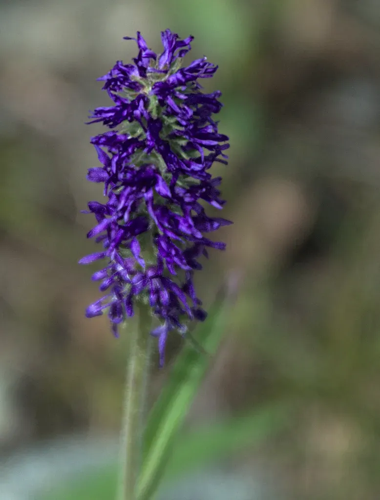 Veronica Porphyriana