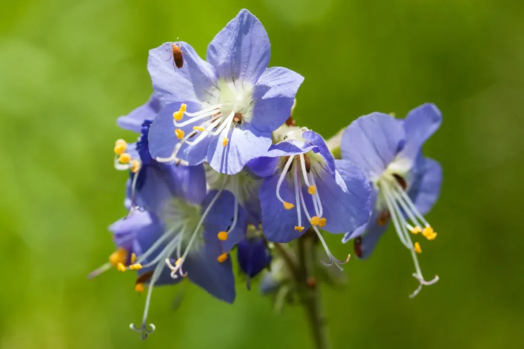 Philodendron Pseudauriculatum