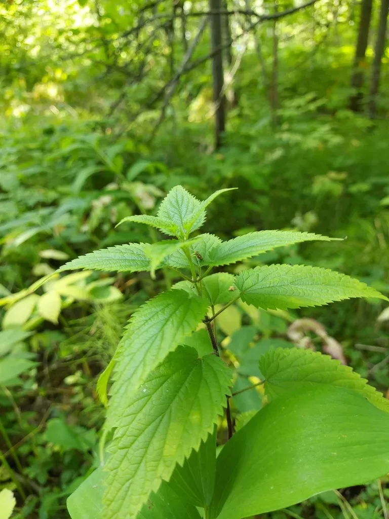 Stinging Nettle