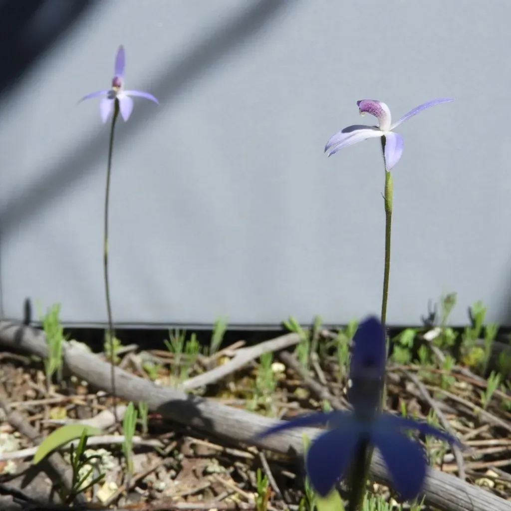 Dainty Blue China Orchid