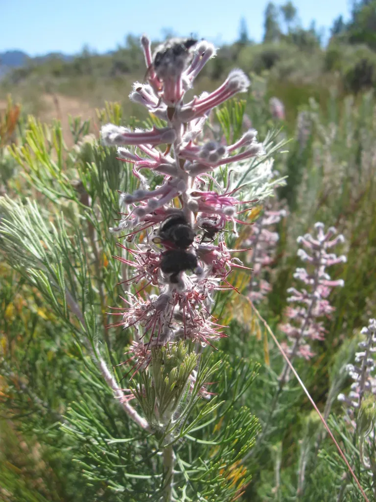 Rabbitpaw Spiderhead
