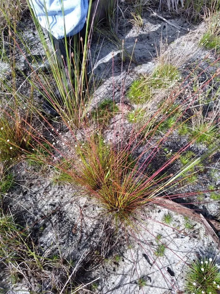 Narrowleaf Yellow-eyed Grass