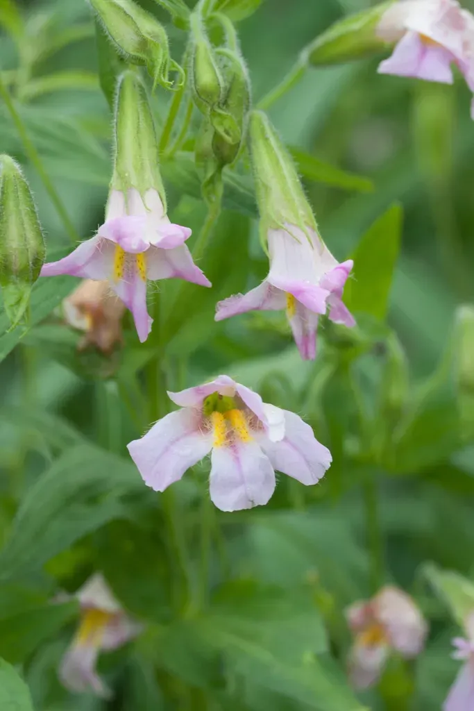 Aristolochia Baracoensis