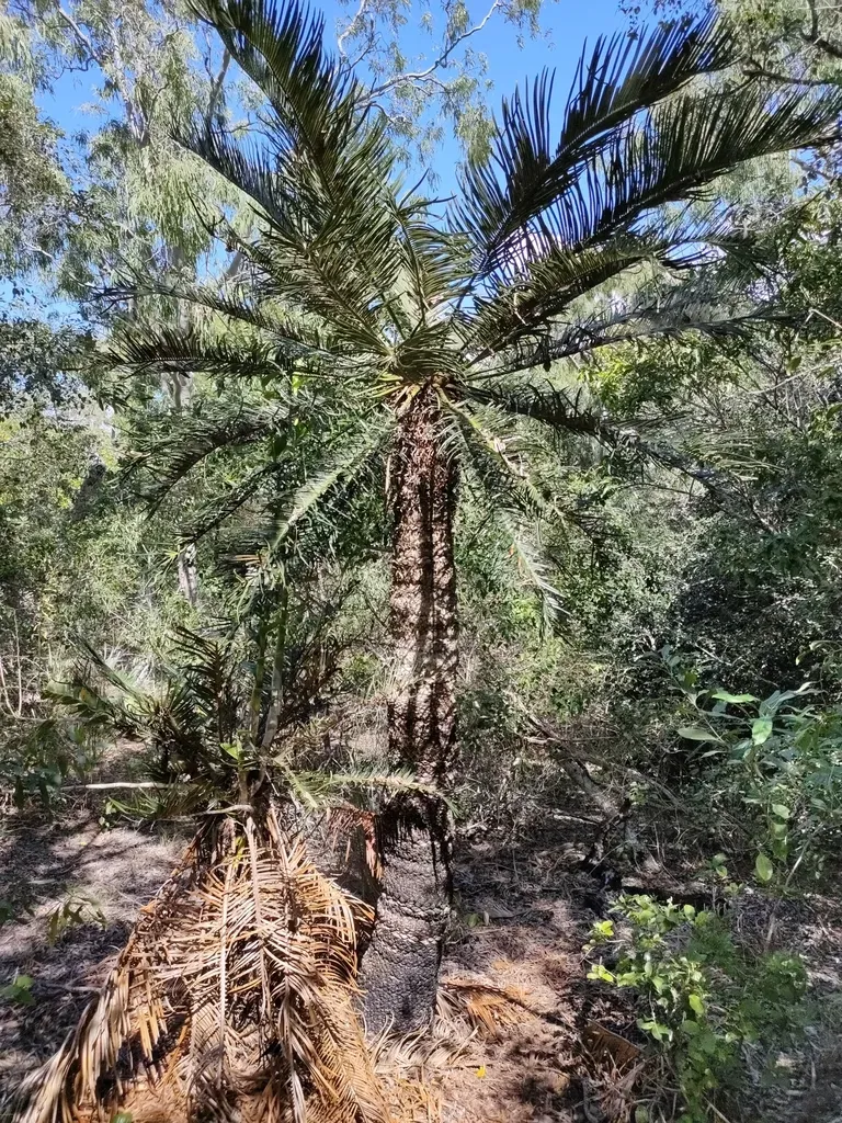 Cycas Ophiolitica