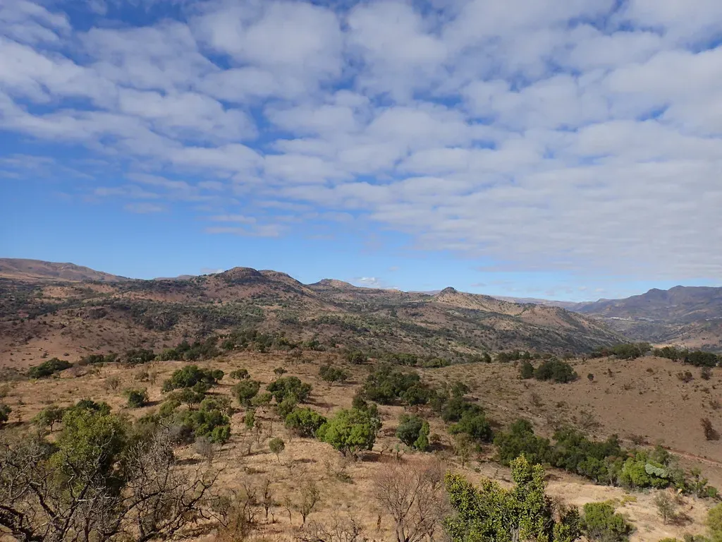 Sekhukhuni Bushman's Tea
