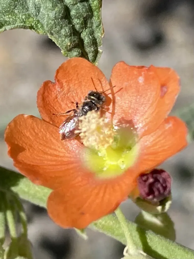 Gray Globemallow