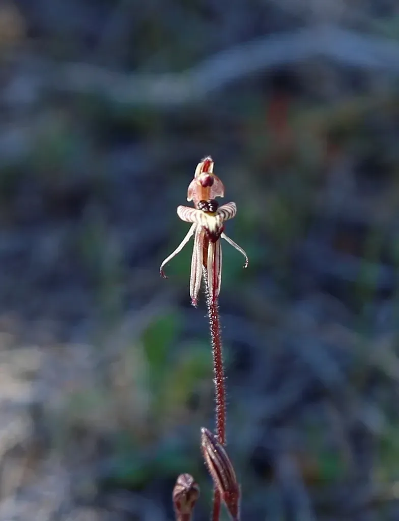 Dwarf Zebra Orchid