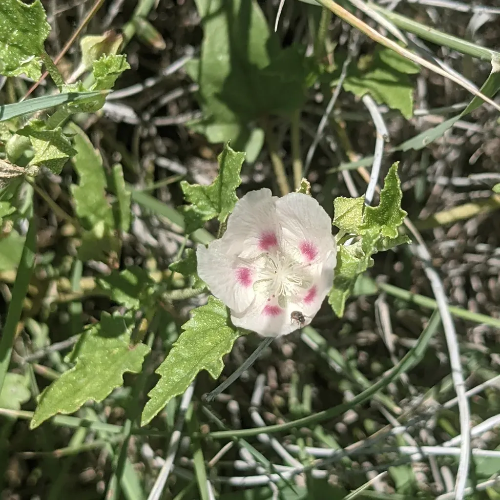Scurfy Mallow