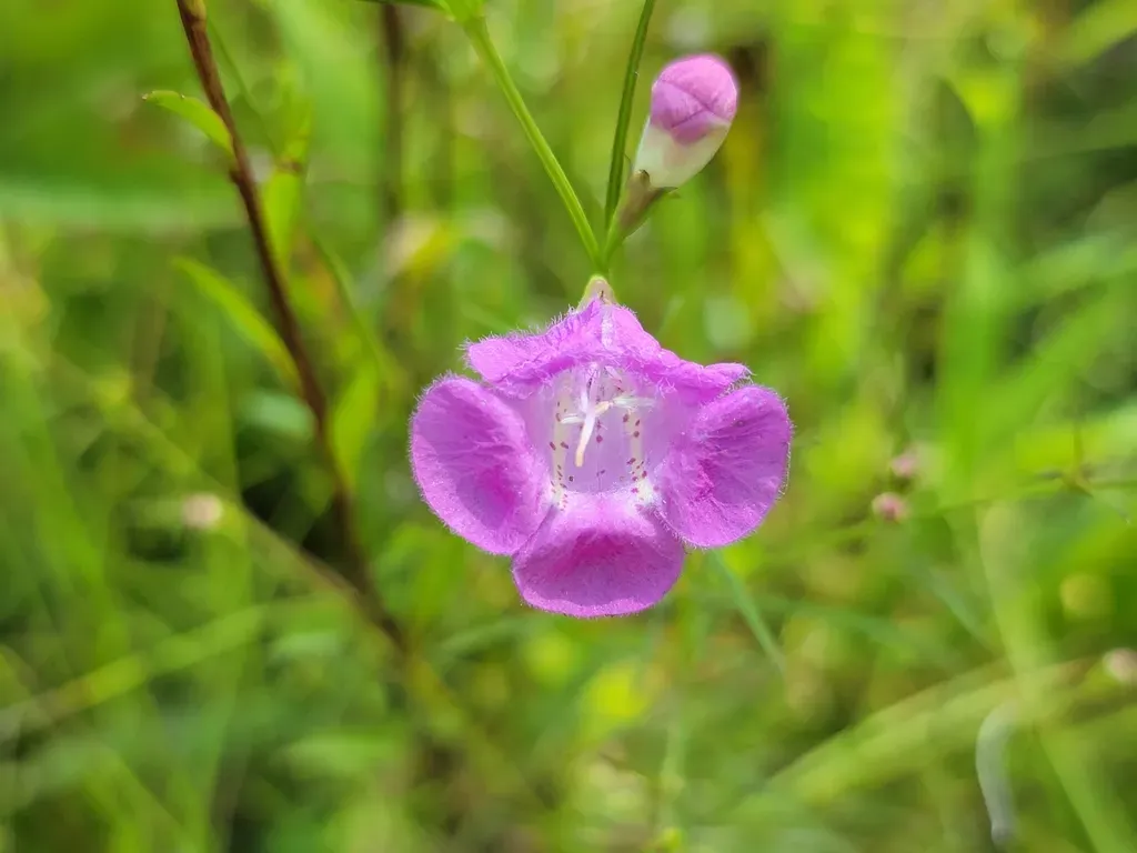 Purple False Foxglove