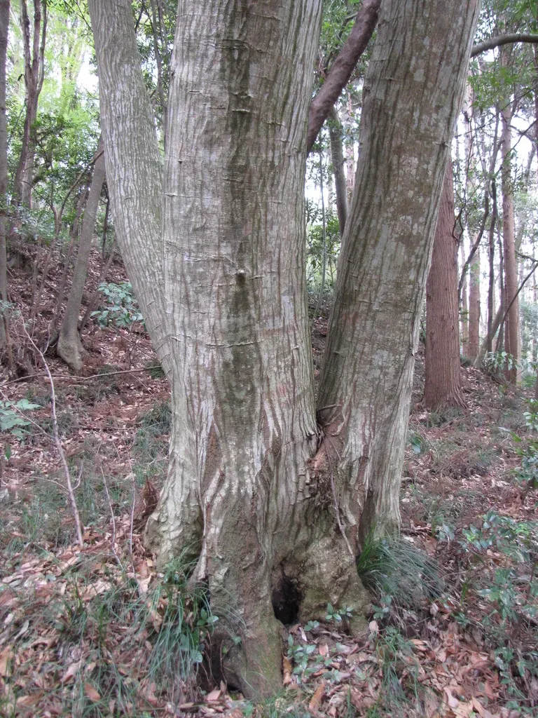 Carpinus Tschonoskii