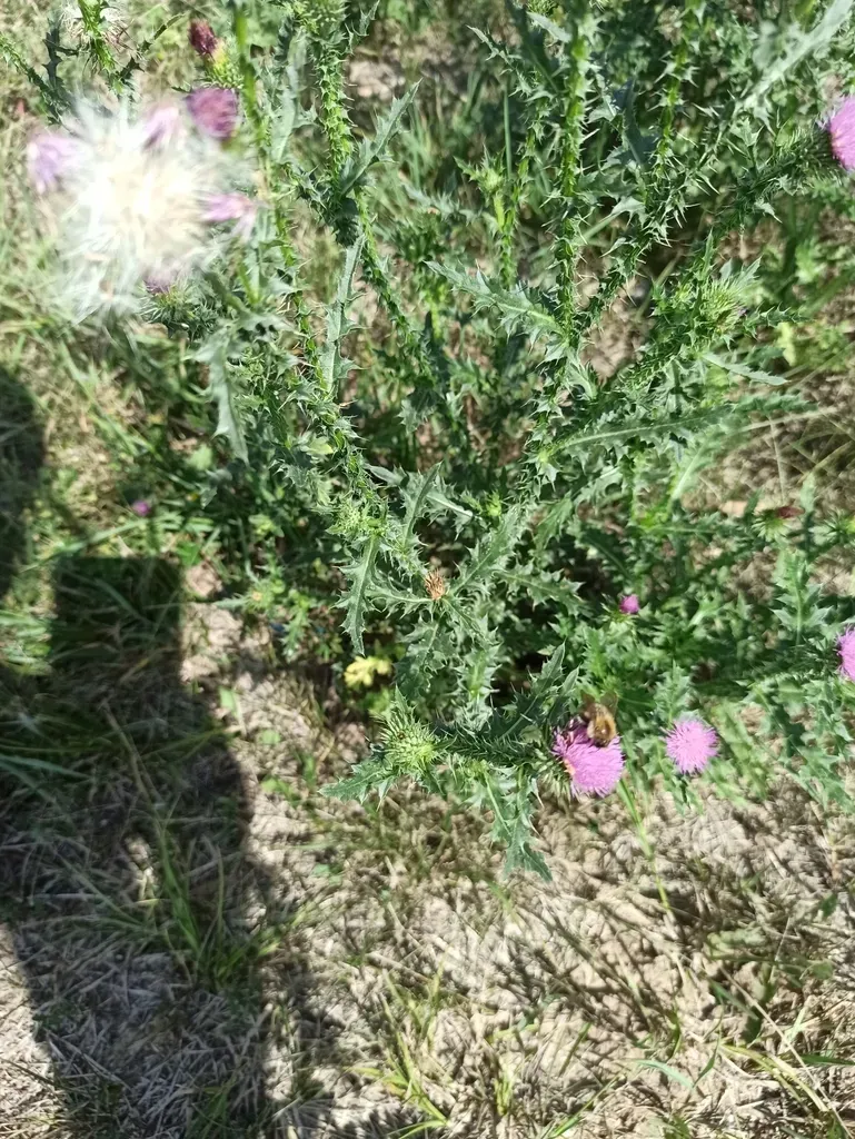 Spiny Plumeless Thistle