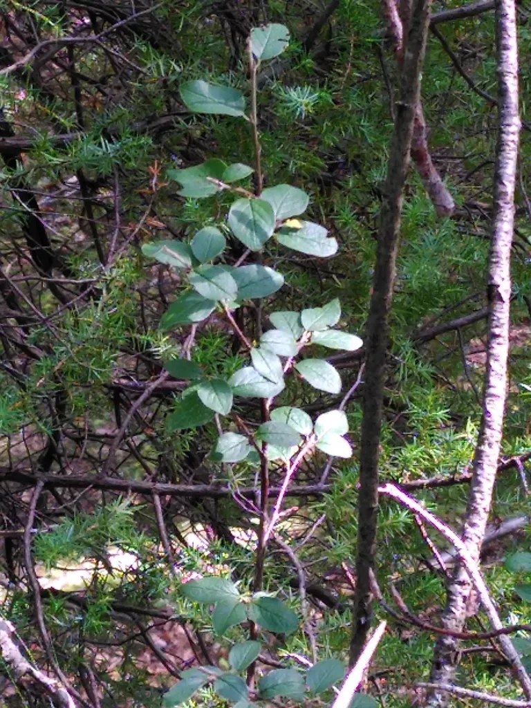 Entire-leaved Cotoneaster