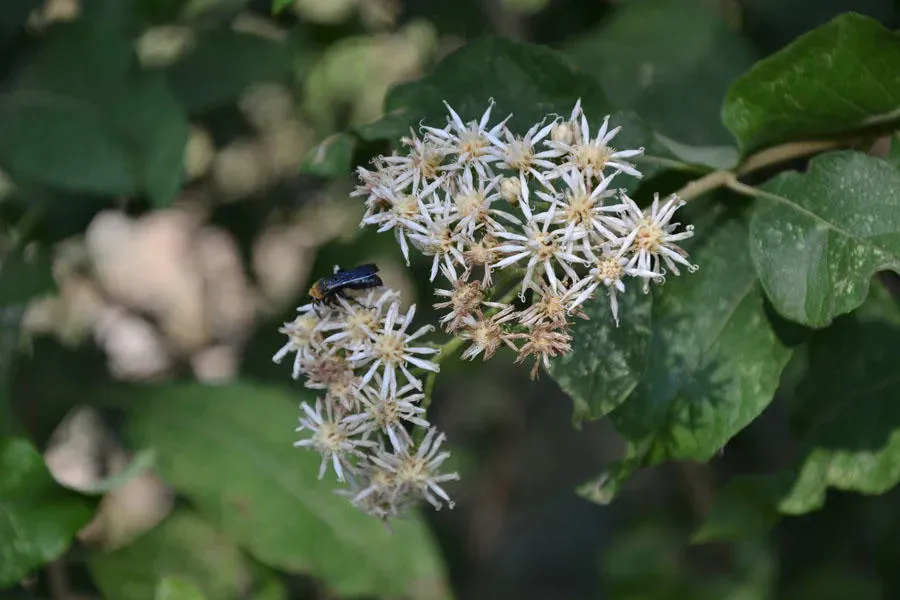 Star-flowered Vernonia