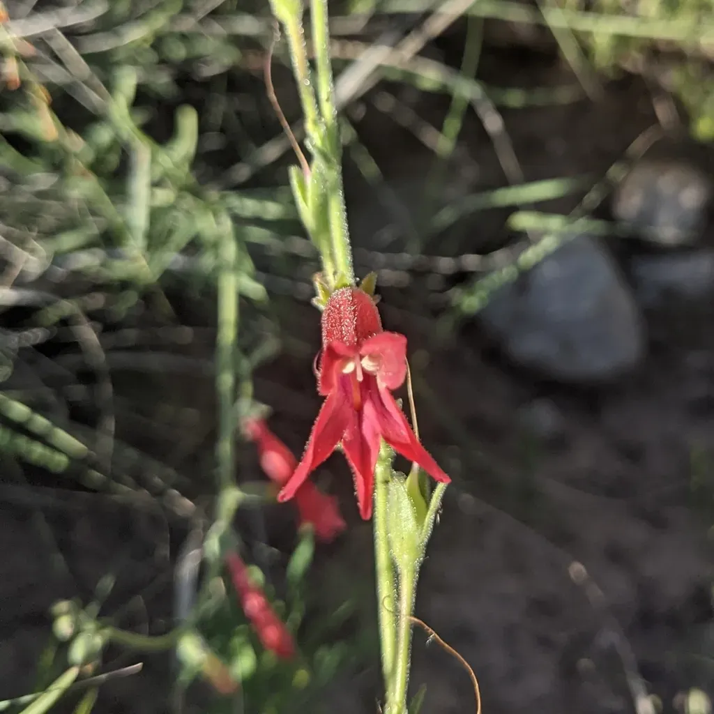 Lanceleaf Beardtongue