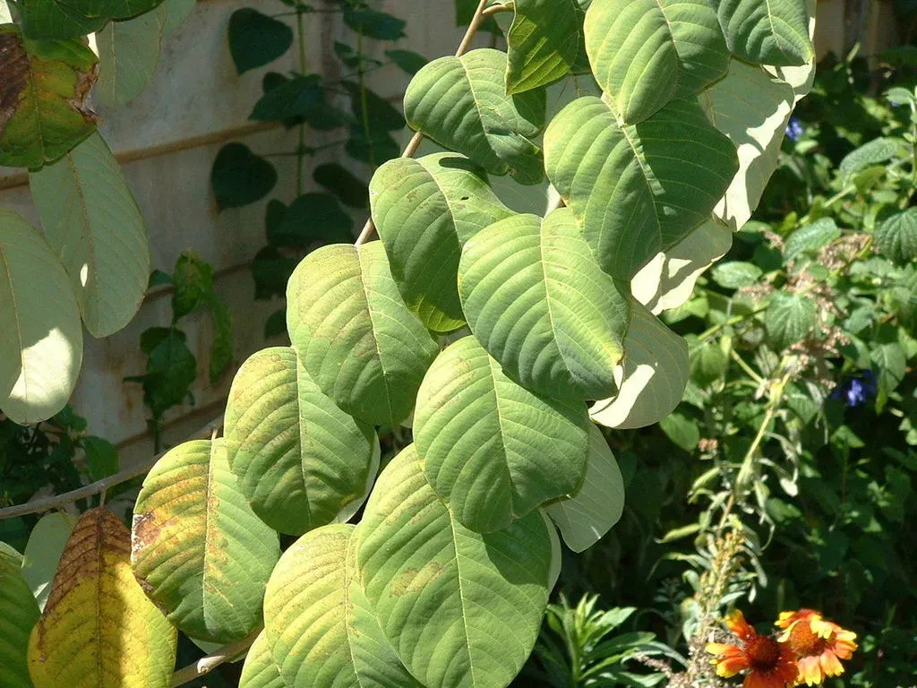 Calophyllum Nubicola
