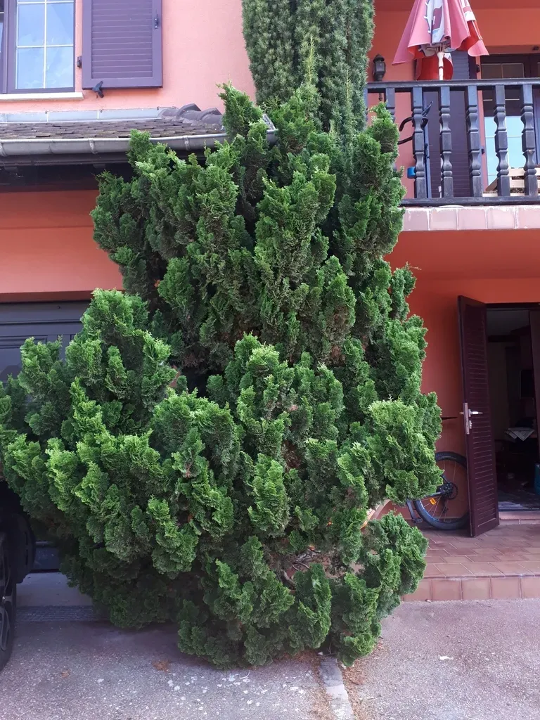Hinoki Cypress