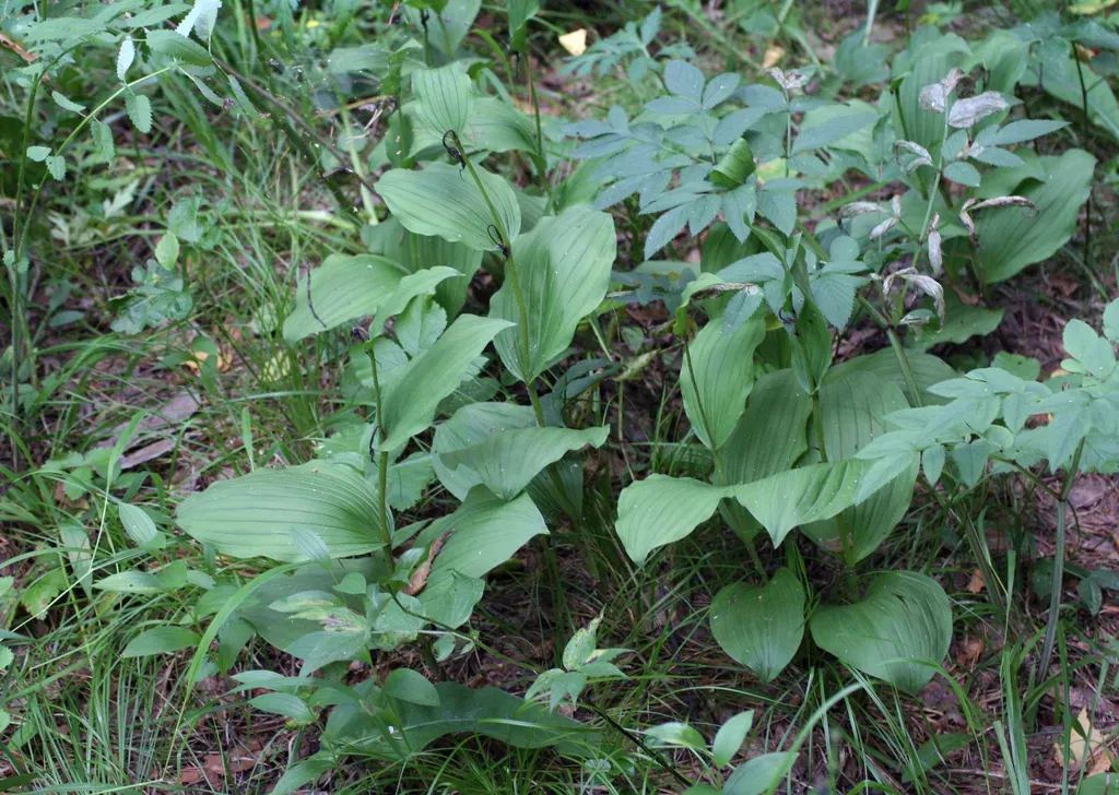 Cypripedium × Ventricosum
