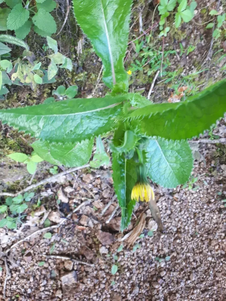 Spiny Sow-thistle