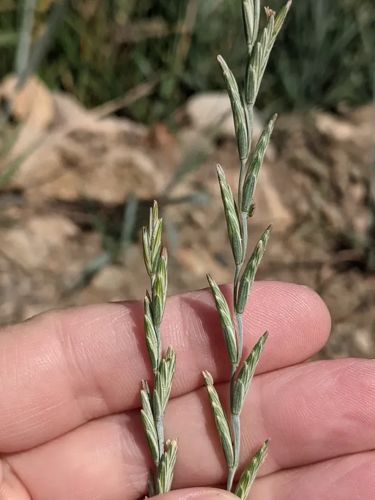 Intermediate Wheatgrass