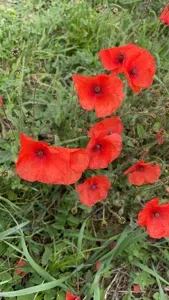 Corn Poppy