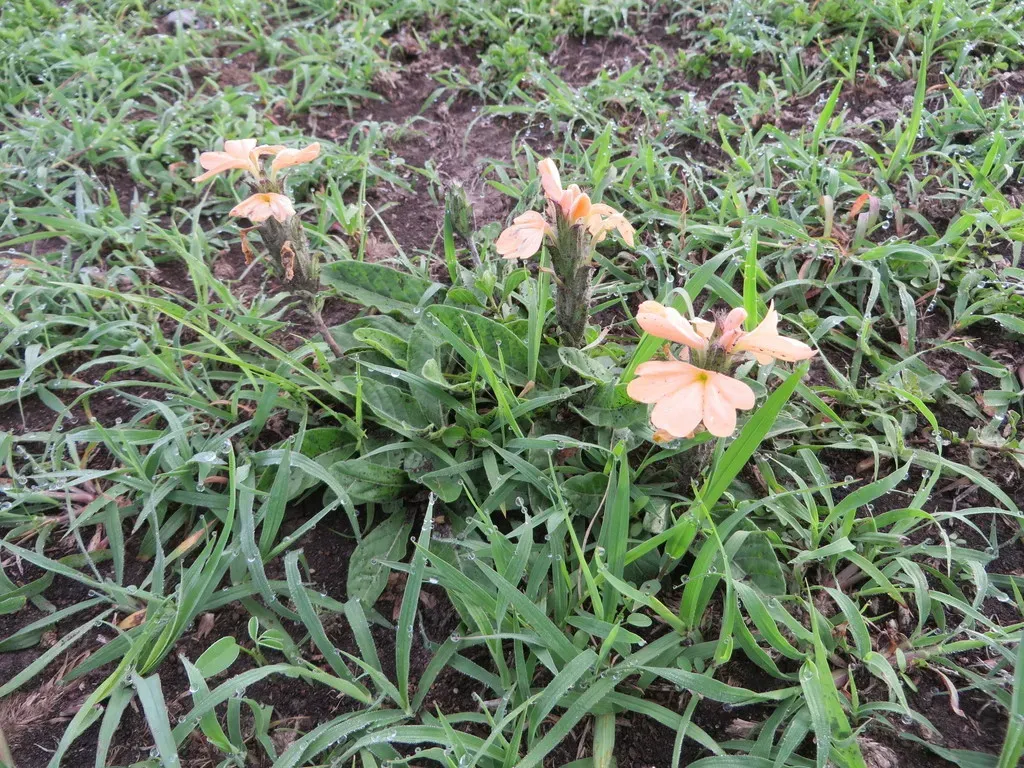 Crossandra Subacaulis
