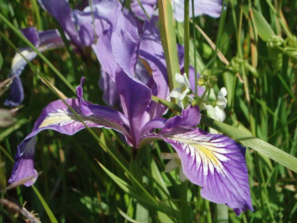 Toughleaf Iris