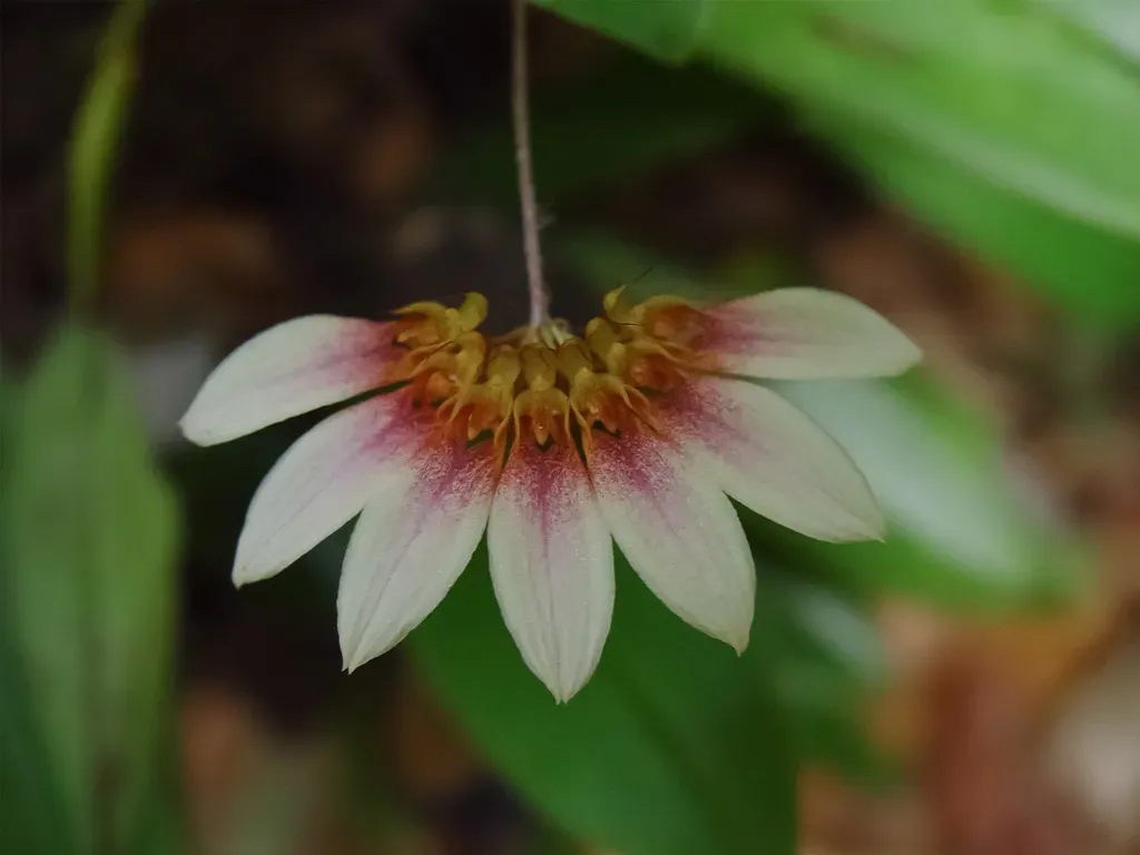 Bulbophyllum Lepidum