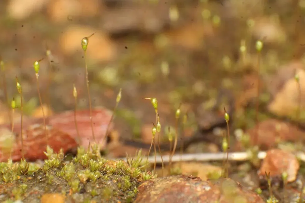 Entosthodon Subnudus