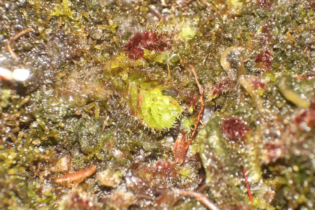 Chaetophyllopsis Whiteleggei
