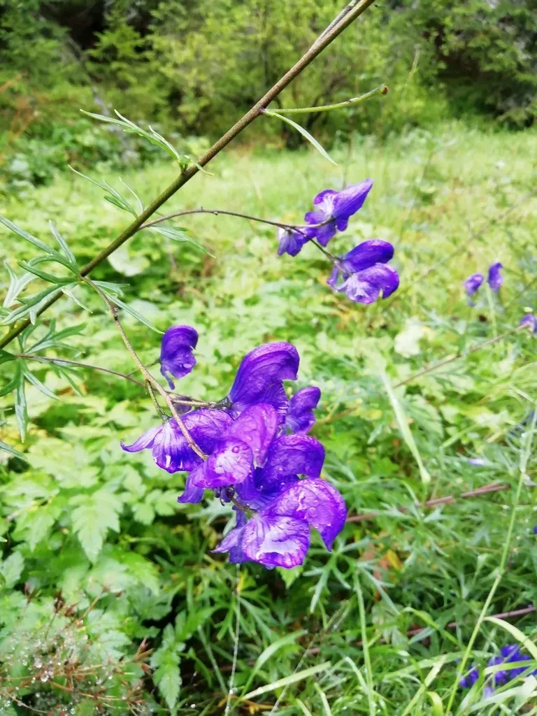 Garden Monkshood