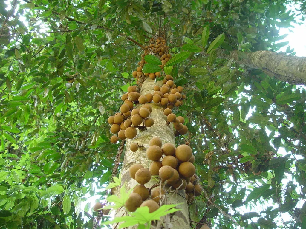 Stelechocarpus Burahol