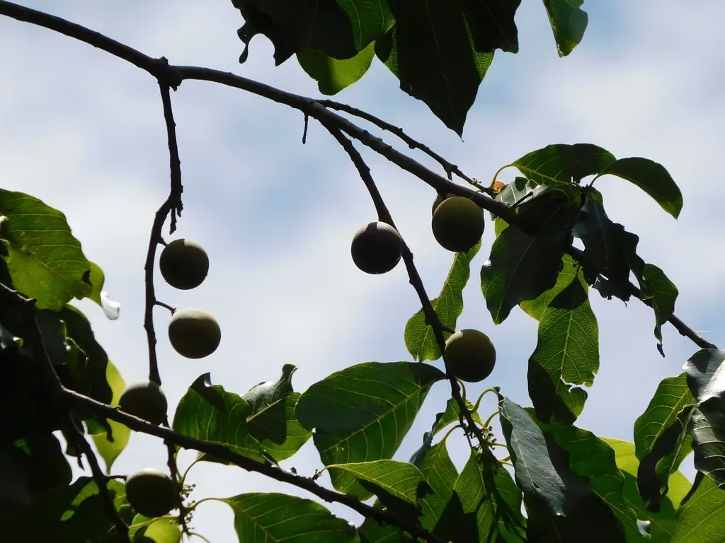 Melicoccus Oliviformis