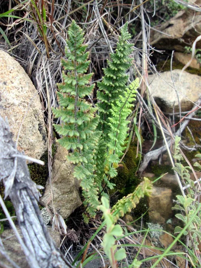 Cheilanthes Contracta