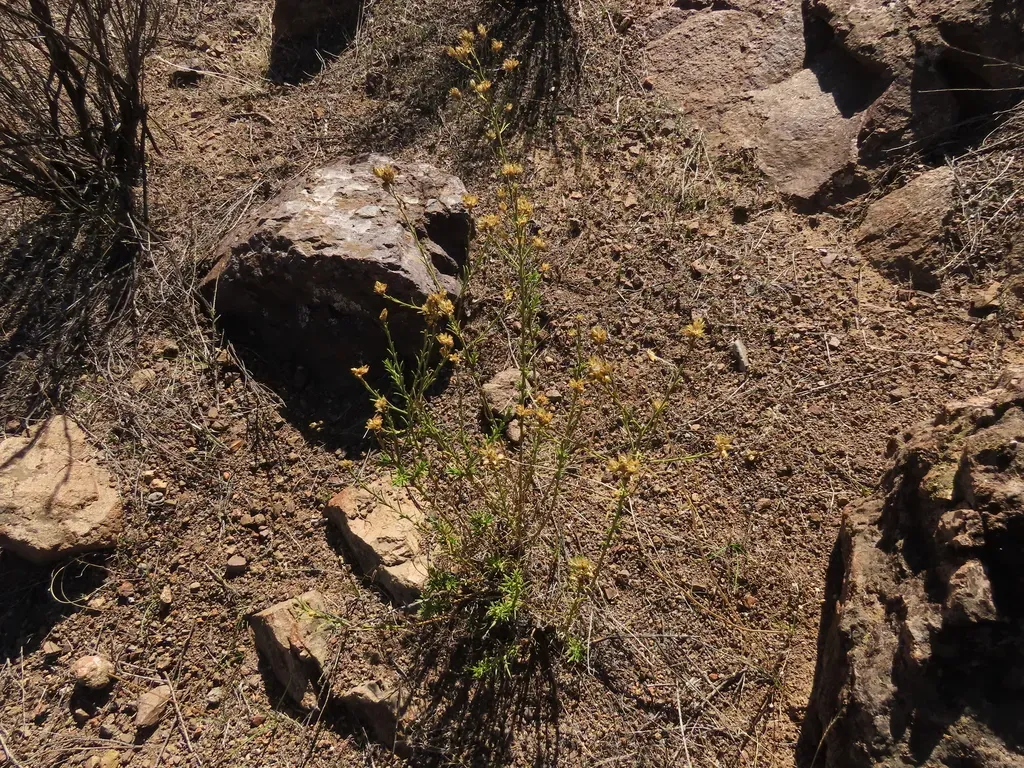 Gutierrezia Resinosa