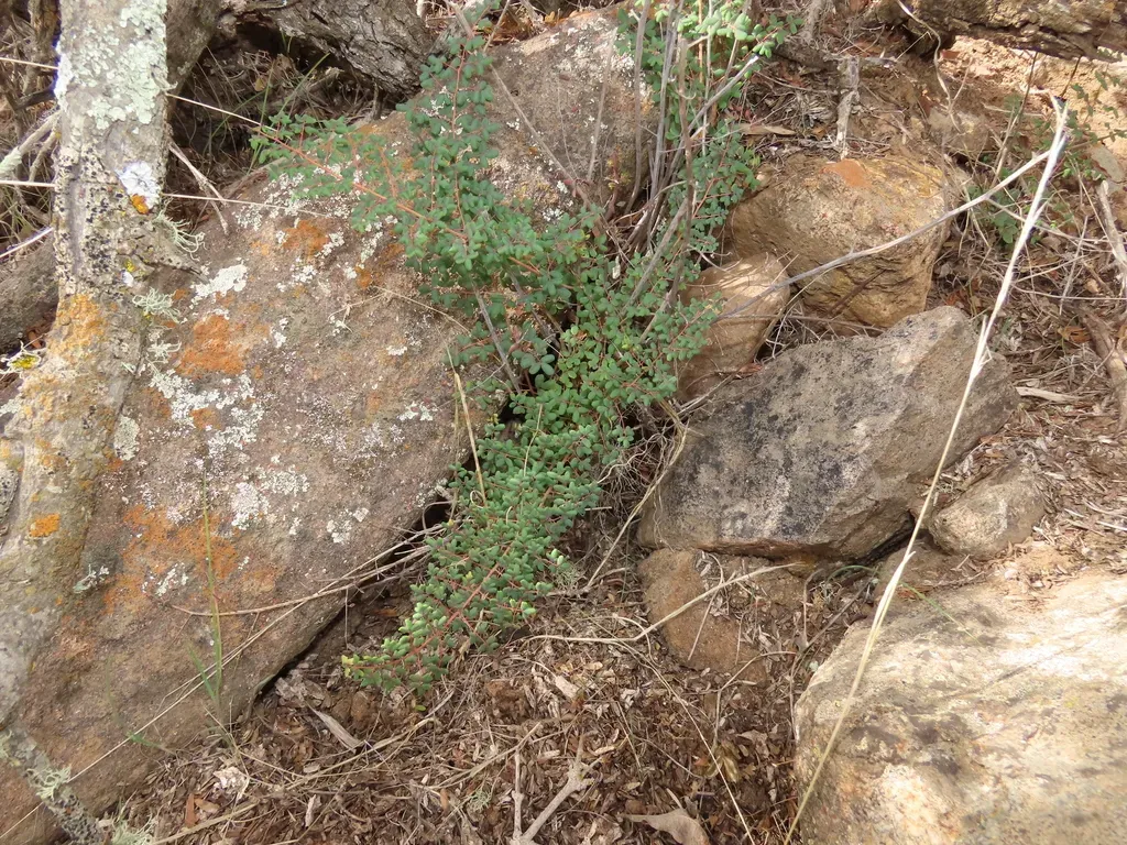 Pellaea Myrtillifolia