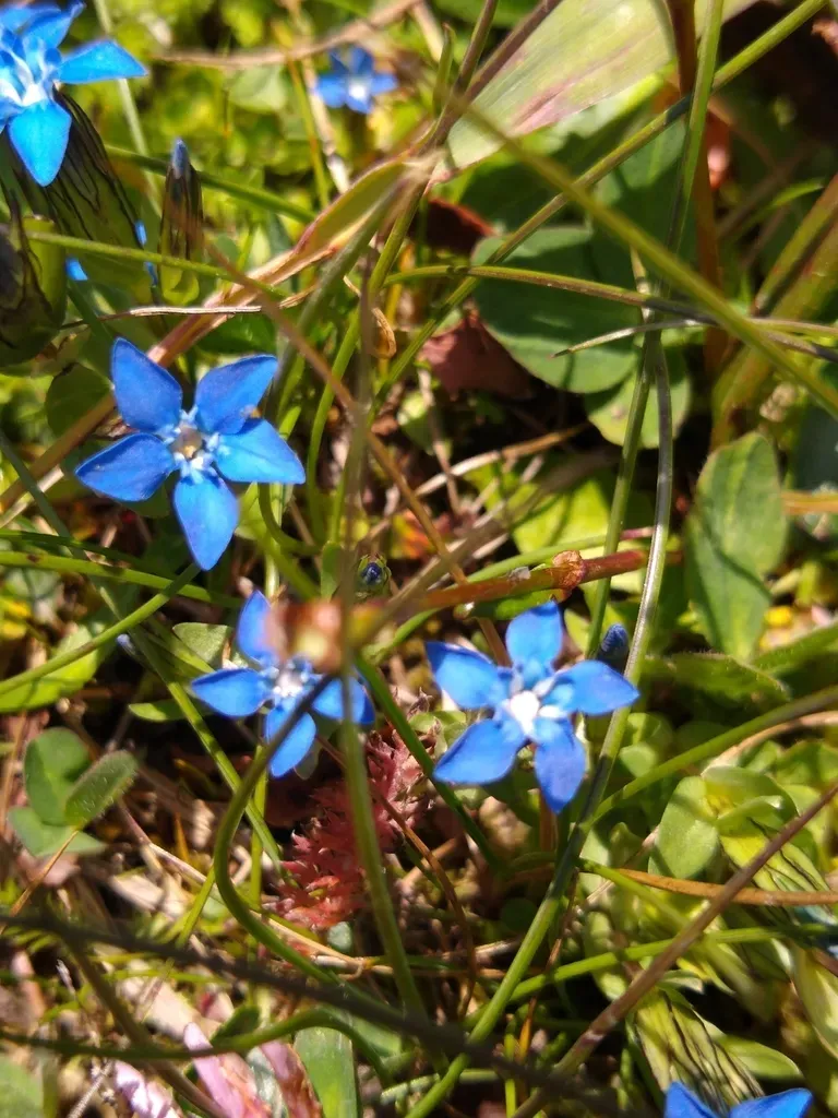 Snow Gentian