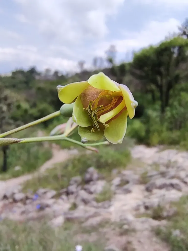 Prochnyanthes Mexicana