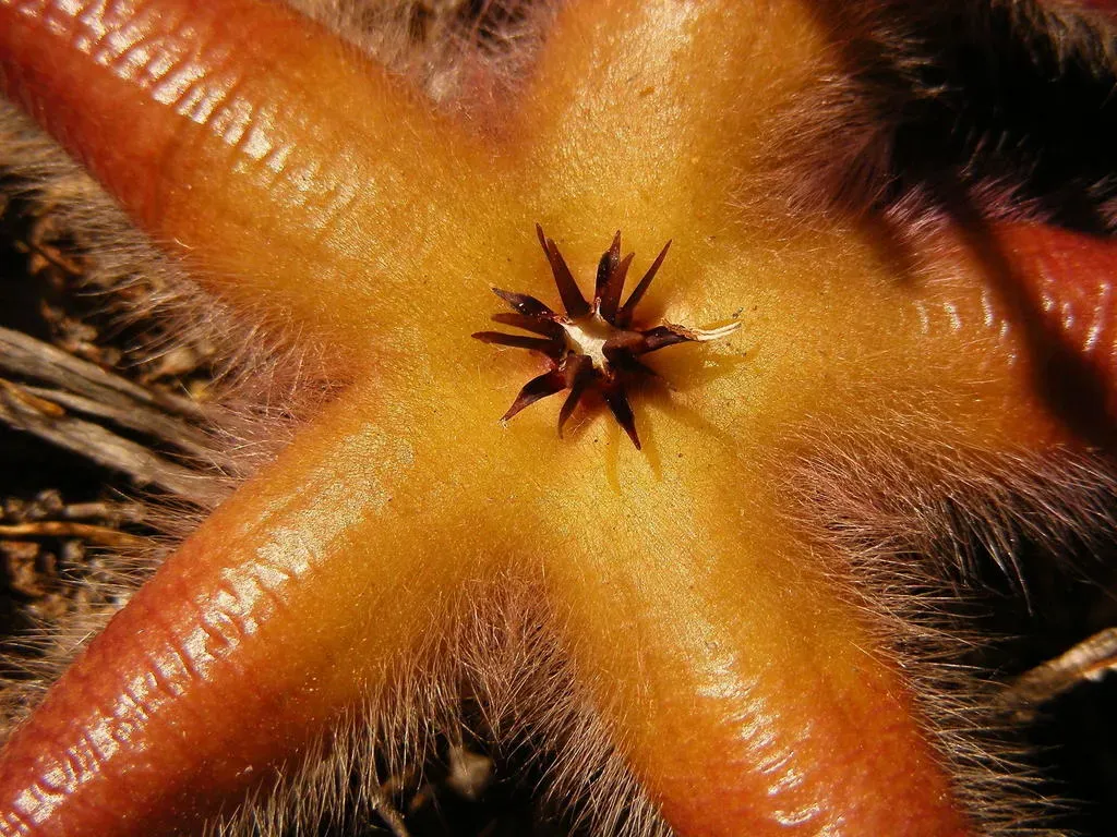 Starfish Flower