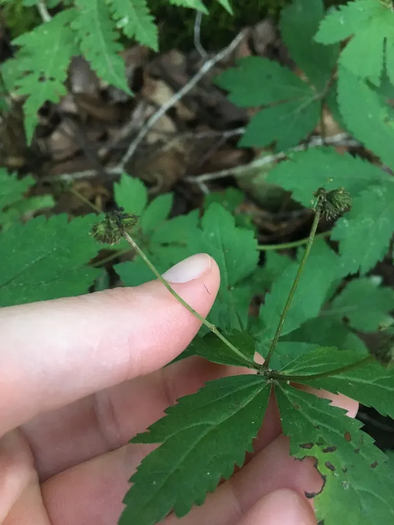 Large-fruited Sanicle