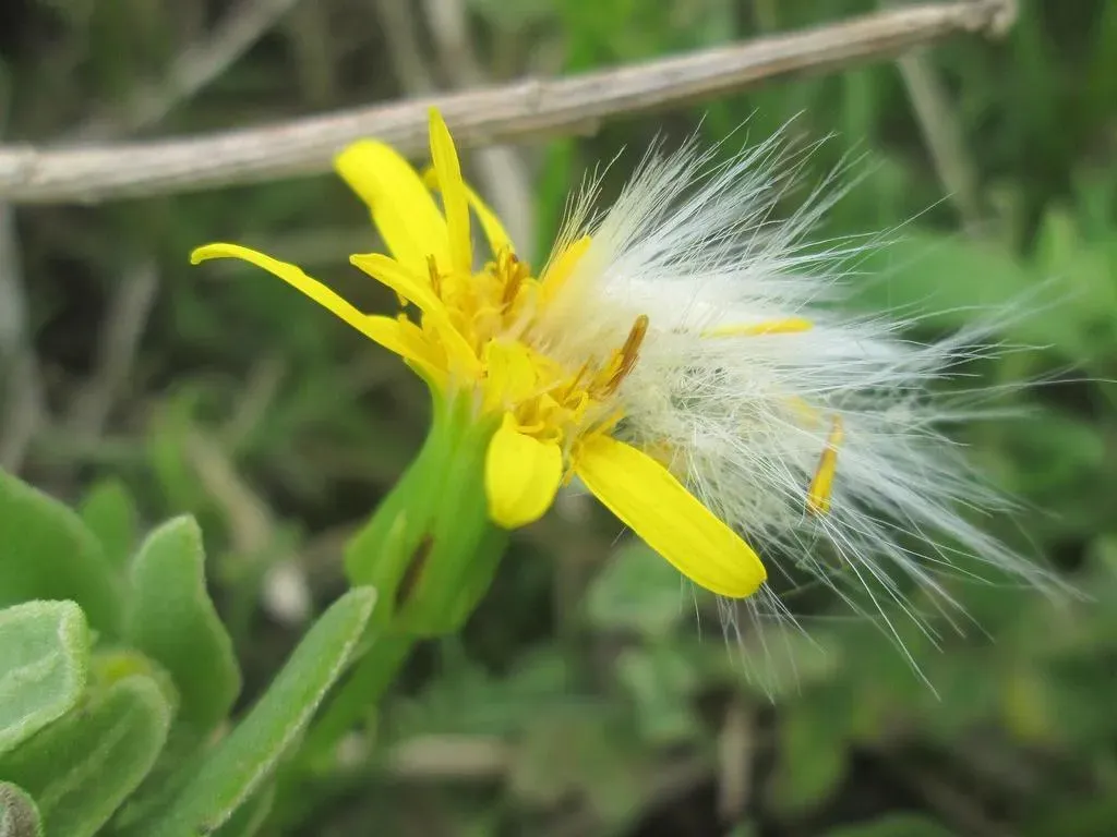 Thickleaf Ragwort