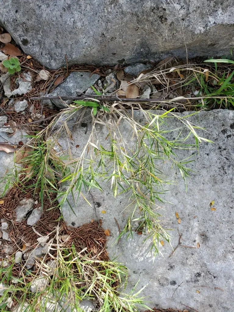 Few-flowered Rosette-panicgrass